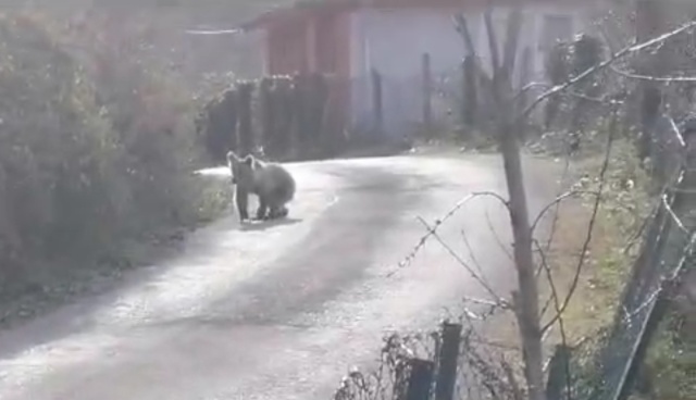 Bartın'da köye inen yavru ayı kamerada