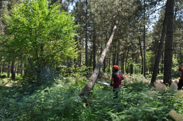 Bartın Şehir Ormanı'nda ağaç kesimine tepki