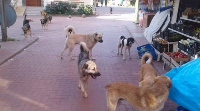Bartın Çakraz'da Sokak köpekleri korkutuyor