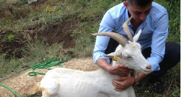 Kuyuya düşen keçiyi itfaiye kurtardı