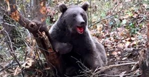 Ormanda tele takılan ayı kurtarıldı